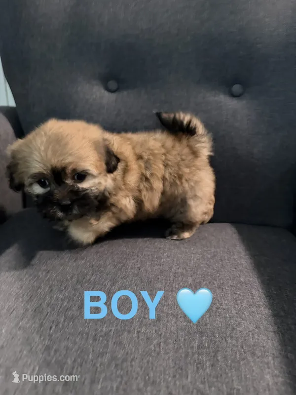 Brown male – Shih Tzu puppy for sale in Leeds, AL