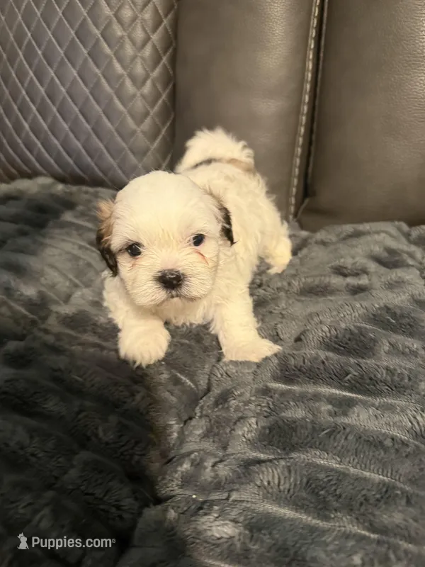 Tri color male, a male Shih Tzu and Mal Shi for sale in Leeds, AL – Photo 1 of 2