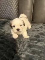 Tri color male, a male Shih Tzu and Mal Shi for sale in Leeds, AL – Photo 1 of 2