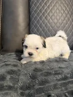 Tri color male, a male Shih Tzu and Mal Shi for sale in Leeds, AL – Photo 2 of 2