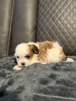 Tri-color female, a female Shih Tzu and Mal Shi for sale in Leeds, AL – Photo 2 of 2