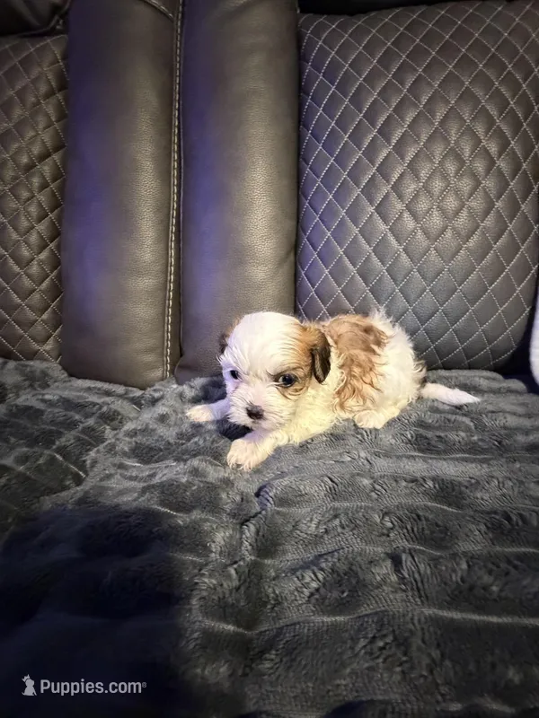 Tri-color female, a female Shih Tzu and Mal Shi for sale in Leeds, AL – Photo 1 of 2