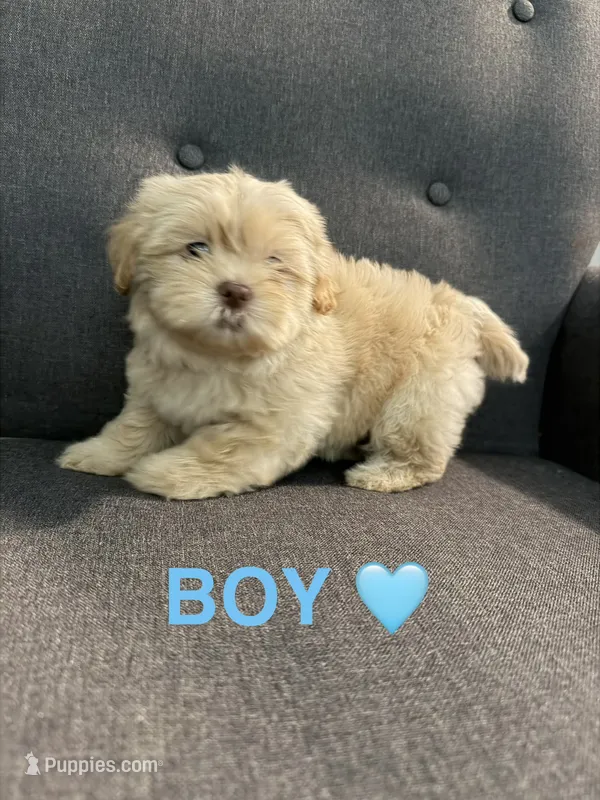 Champagne male – Shih Tzu puppy for sale in Leeds, AL