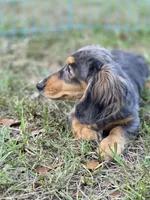 STEEL , a male Miniature Dachshund for sale in Sebring, FL – 6 of 10