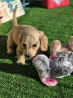 CHOCO CHANNEL, a female Miniature Dachshund for sale in Sebring, FL – Photo 4 of 7