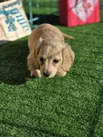 CHOCO CHANNEL, a female Miniature Dachshund for sale in Sebring, FL – Photo 6 of 7