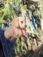 CHOCO CHANNEL, a female Miniature Dachshund for sale in Sebring, FL – Photo 1 of 7