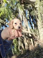 CHOCO CHANNEL, a female Miniature Dachshund for sale in Sebring, FL – Photo 2 of 7