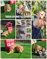 CHOCO CHANNEL, a female Miniature Dachshund for sale in Sebring, FL – Photo 7 of 7