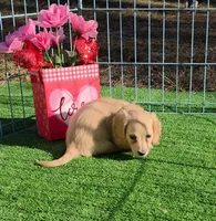 CHOCO CHANNEL, a female Miniature Dachshund for sale in Sebring, FL – Photo 3 of 7