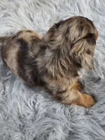 DECO, a male Miniature Dachshund for sale in Sebring, FL – 6 of 9