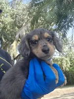 Dubi, a male Miniature Dachshund for sale in Sebring, FL – 2 of 10