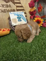 Millie , a female Miniature Dachshund for sale in Sebring, FL – 2 of 9