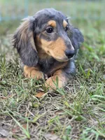 STEEL , a male Miniature Dachshund for sale in Sebring, FL – 5 of 10
