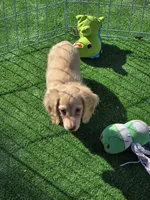 FENDI, a male Miniature Dachshund for sale in Sebring, FL – Photo 1 of 6