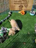 FENDI, a male Miniature Dachshund for sale in Sebring, FL – Photo 5 of 6