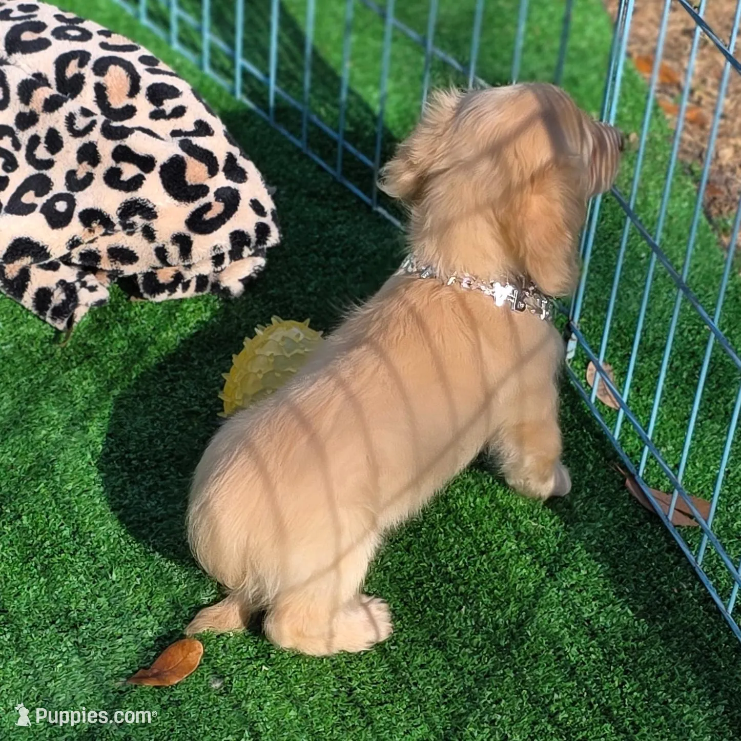 FENDI, a male Miniature Dachshund for sale in Sebring, FL – Photo 6 of 6