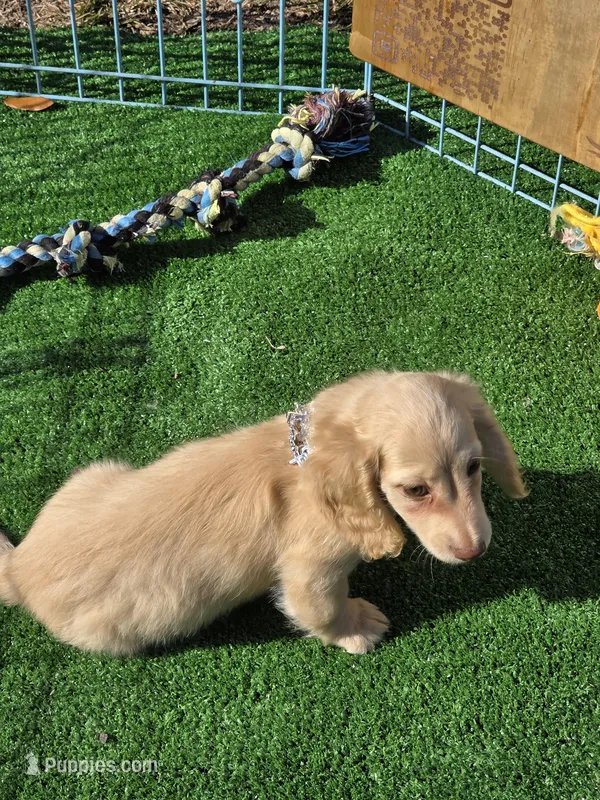 FENDI – Miniature Dachshund puppy for sale in Sebring, FL