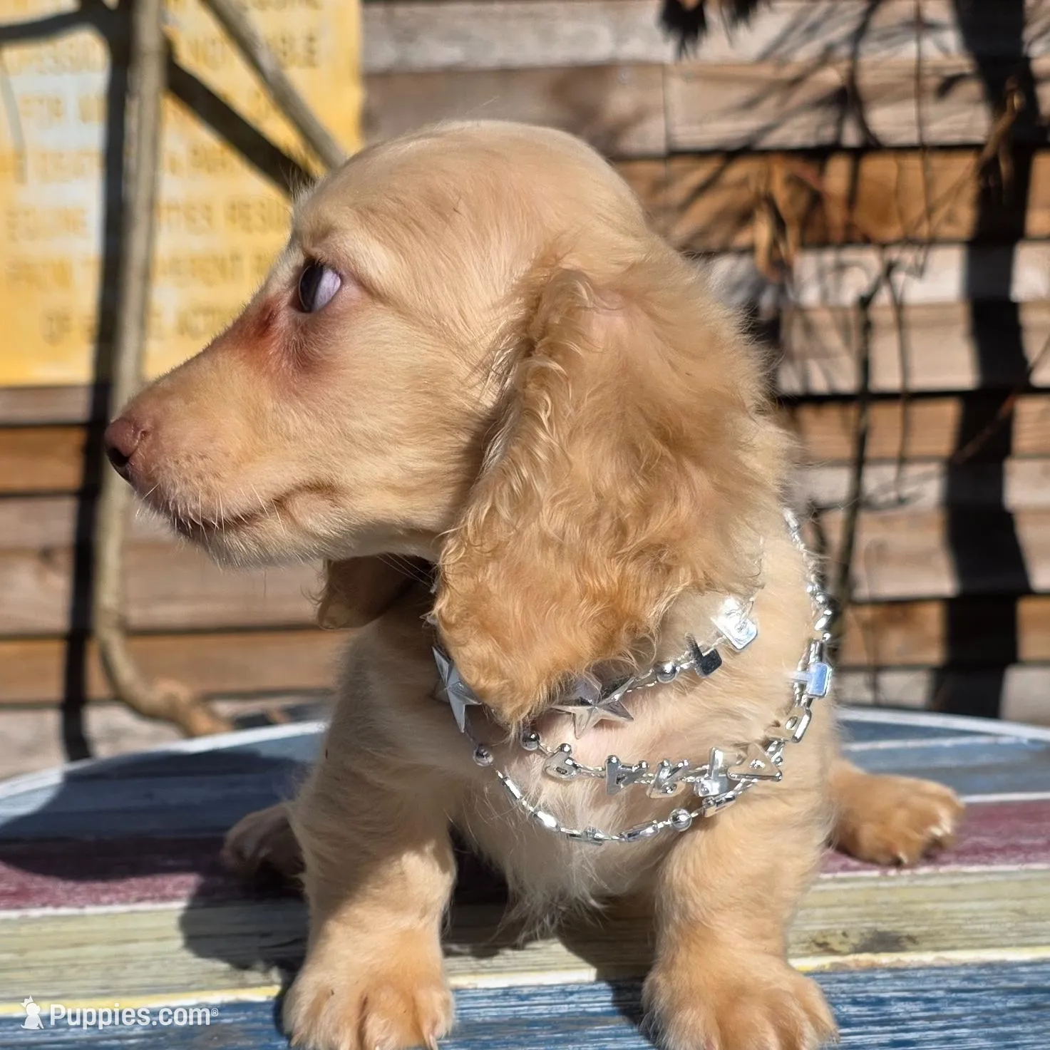 FENDI, a male Miniature Dachshund for sale in Sebring, FL – Photo 2 of 6
