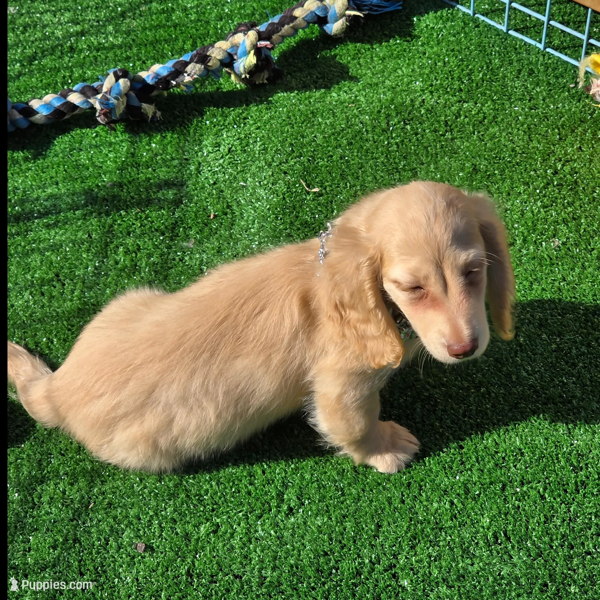 FENDI, a male Miniature Dachshund for sale in Sebring, FL – Photo 3 of 6