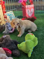 processed/2e404b47-6a9c-4380-aa7b-f2a985789683/listing/0c69ca7a-2f9b-4b31-be78-7c60193ba7a2/debb8817-9218-49ba-9438-3ff556d27485