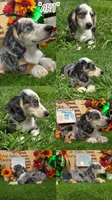 ART, a male Miniature Dachshund for sale in Sebring, FL – 6 of 8
