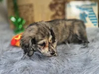 TIGGER, a male Miniature Dachshund for sale in Sebring, FL – 4 of 10