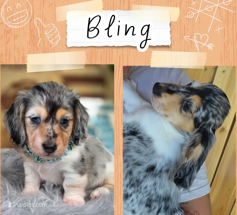 Bling  – Miniature Dachshund puppy for sale in Sebring, FL