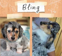 Bling , a male Miniature Dachshund for sale in Sebring, FL – 1 of 3