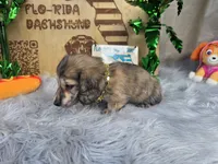 TIGGER, a male Miniature Dachshund for sale in Sebring, FL – 5 of 10