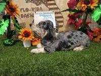 ART, a male Miniature Dachshund for sale in Sebring, FL – 4 of 8