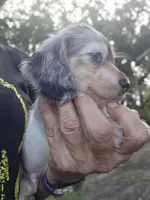 BLING, a male Miniature Dachshund for sale in Sebring, FL – 10 of 10