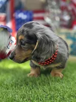 Justice , a male Miniature Dachshund for sale in Sebring, FL – 4 of 6