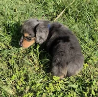 Dubi, a male Miniature Dachshund for sale in Sebring, FL – 10 of 10