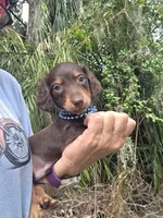 Brownie, a male Miniature Dachshund for sale in Sebring, FL – 4 of 7