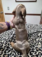 CAMEO, a female Miniature Dachshund for sale in Sebring, FL – 4 of 6