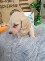 CHEESECAKE , a male Miniature Dachshund for sale in Sebring, FL – 3 of 7