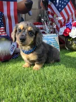Dubi, a male Miniature Dachshund for sale in Sebring, FL – 7 of 10