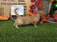 Millie , a female Miniature Dachshund for sale in Sebring, FL – 8 of 9