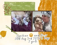 GWEN, a female Dachshund for sale in Sebring, FL – 3 of 4