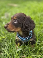 Brownie, a male Miniature Dachshund for sale in Sebring, FL – 7 of 7