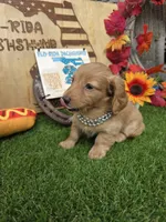 Millie , a female Miniature Dachshund for sale in Sebring, FL – 9 of 9