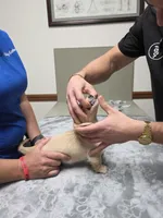 CHEESECAKE , a male Miniature Dachshund for sale in Sebring, FL – 5 of 7