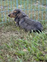 STEEL , a male Miniature Dachshund for sale in Sebring, FL – 8 of 10