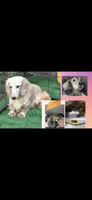 CHEESECAKE , a male Miniature Dachshund for sale in Sebring, FL – 7 of 7
