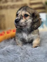 TIGGER, a male Miniature Dachshund for sale in Sebring, FL – 2 of 10