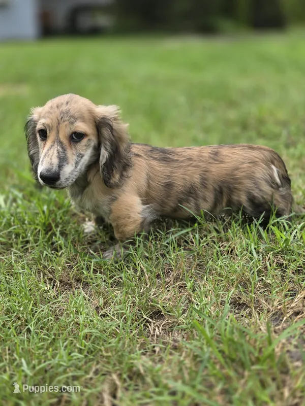 WOODY – Miniature Dachshund puppy for sale in Sebring, FL