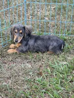 STEEL , a male Miniature Dachshund for sale in Sebring, FL – 10 of 10