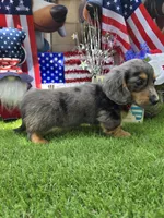 Justice , a male Miniature Dachshund for sale in Sebring, FL – 6 of 6