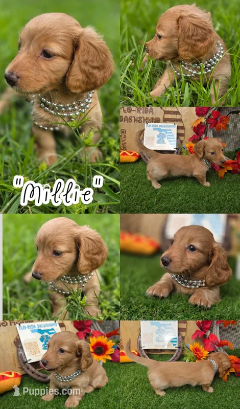 Millie  – Miniature Dachshund puppy for sale in Sebring, FL